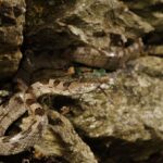 Telescopus fallax european catsnake venom