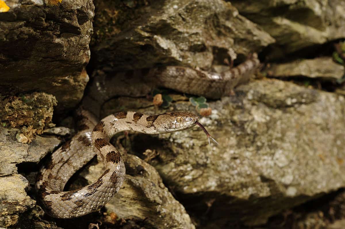 Telescopus fallax european catsnake venom