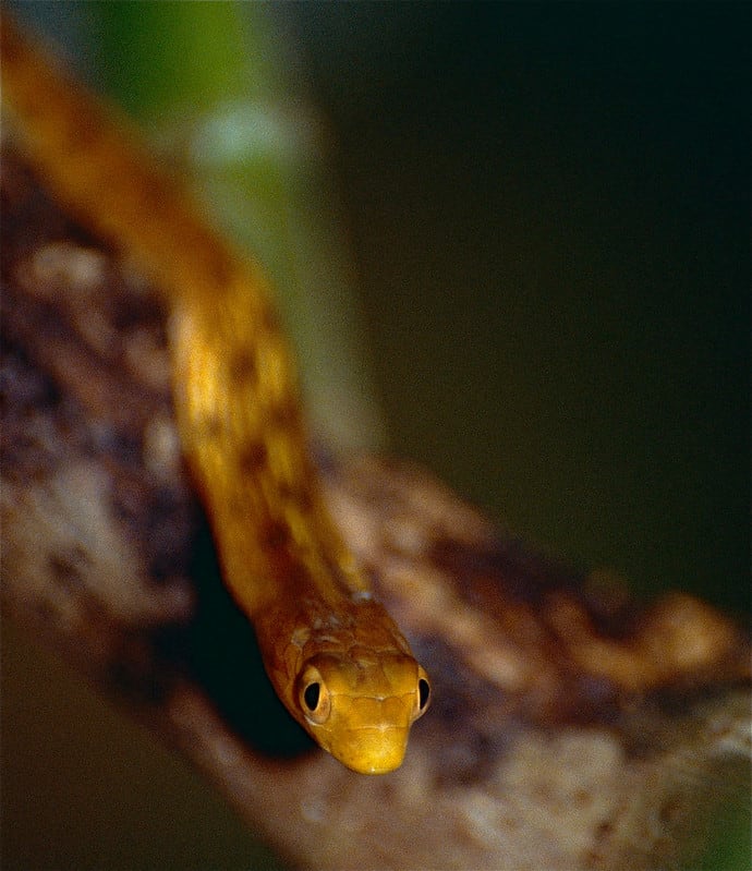 Thamnodynastes pallidus snakes big eyes