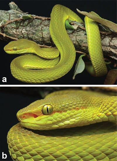 Trimeresurus salazar newly discovered snake