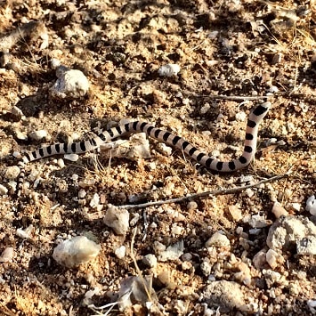 Western shovelnose snake (Sonora occipitalis)