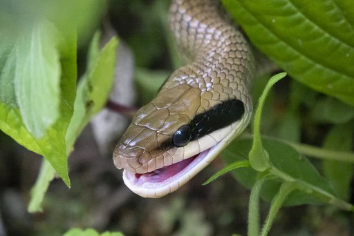 Yunnan Beauty Snake Elaphe taeniura