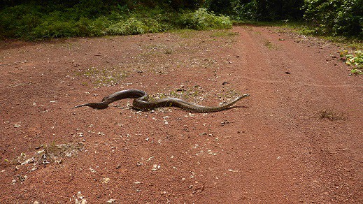 african rock python longest snakes