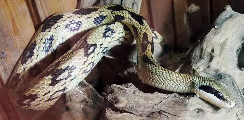 beauty rat snake elaphe taeniura