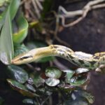 beauty ratsnake elaphe taeniura appearance