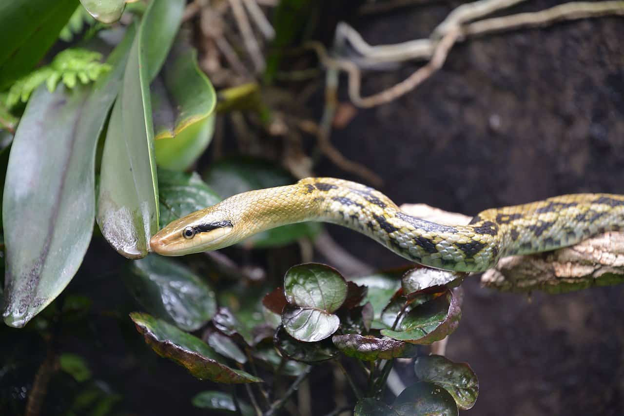 beauty ratsnake elaphe taeniura appearance