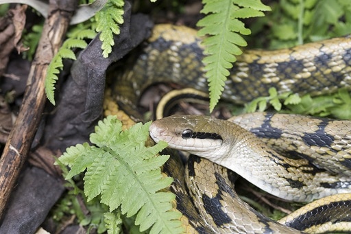 beauty ratsnake elaphe taeniura china