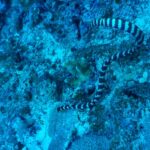 coral reef snakes Emydocephalus ijimae