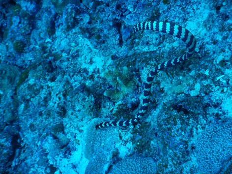 coral reef snakes Emydocephalus ijimae