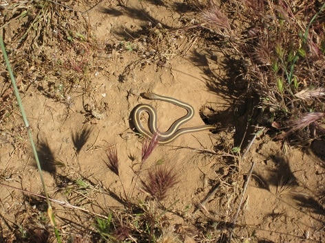 desert snakes Salvadora hexalepis