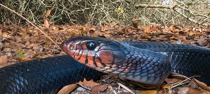 eastern indigo snake diet ophiophagous