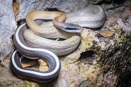 elaphe taeniurus ridleyi cave racer