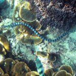 laticauda laticauda coral reef snakes