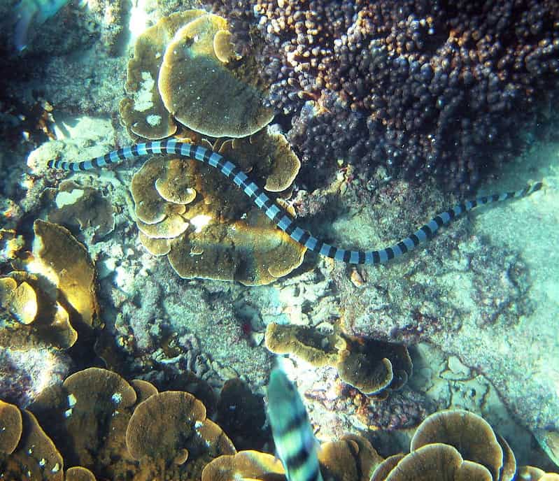 laticauda laticauda coral reef snakes