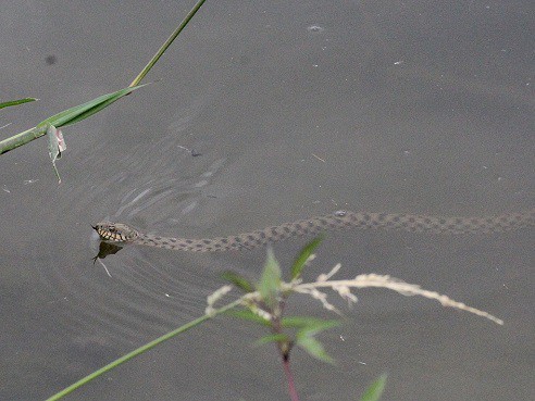 natrix tessellata (dice snake) swimming