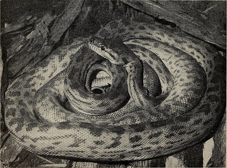 oenpelli python world's longest snakes