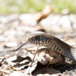 oriental ratsnake ptyas mucosa diet