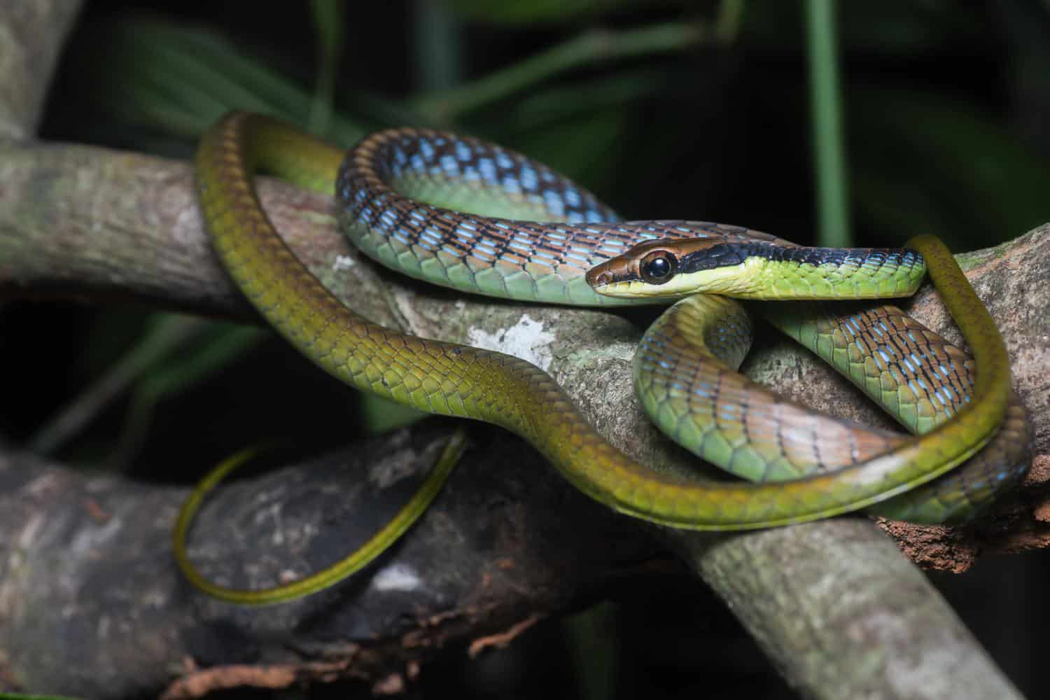 snakes big eyes Dendrelaphis cyanochloris