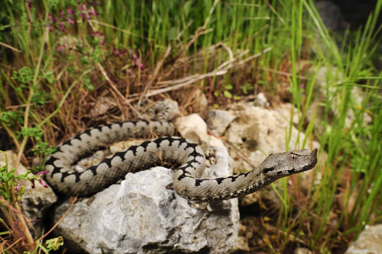 vipera ammodytes horned viper venom