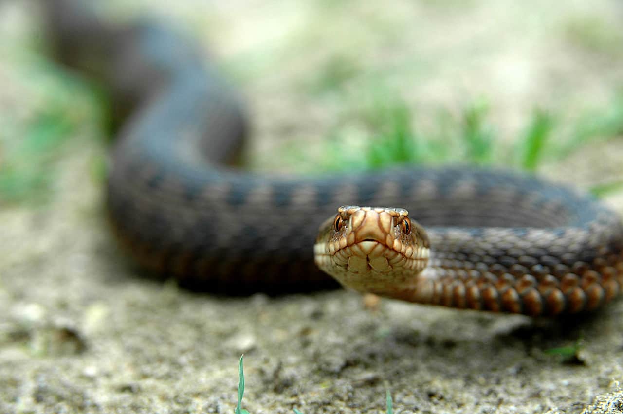 vipera berus adder venomous snakes