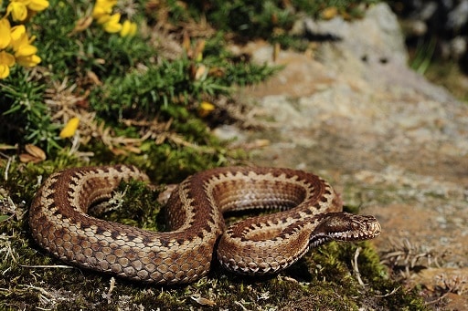 vipera seoanei baskian viper venom