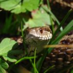 vipera ursinii meadow viper venom