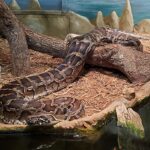world's longest snakes burmese python