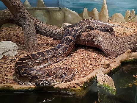 world's longest snakes burmese python