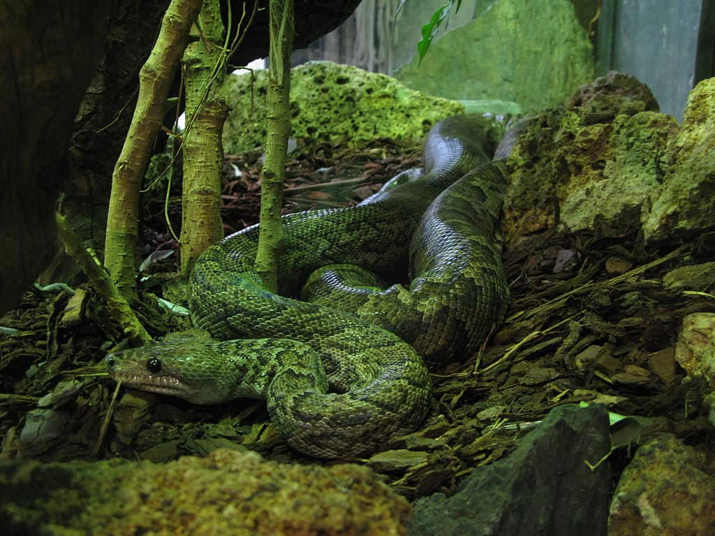 world's longest snakes cuban boa