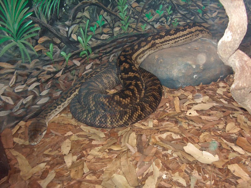 world's longest snakes scrub python