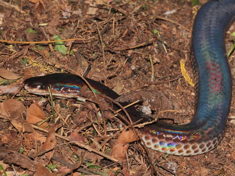 xenopeltis unicolor sunbeam snake colours
