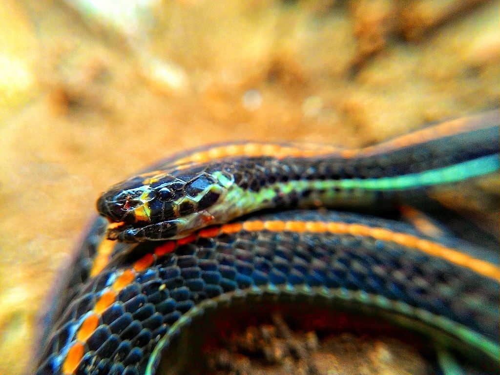 Calliophis intestinalis venomous thai snakes