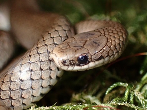 Forest Sharp-tailed Snake Contia