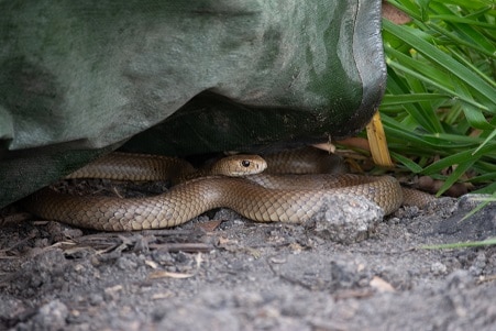 Pseudonaja textilis brown snake lurking