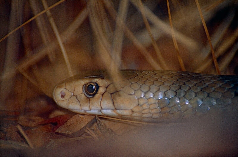 Pseudonaja textilis eastern brown australia