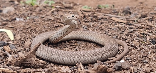 Pseudonaja textilis (eastern brown snake)