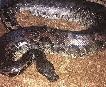 Python curtus sumatran short tailed python