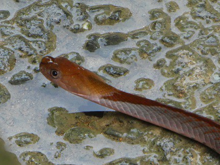 Rhabdophis rhodomelas venomous thai snakes