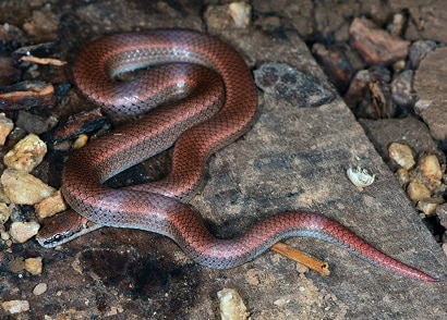 Sharp tailed Snake Contia tenuis