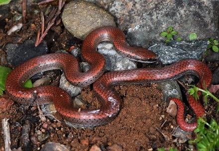 Sharp-tailed Snake Contia tenuis