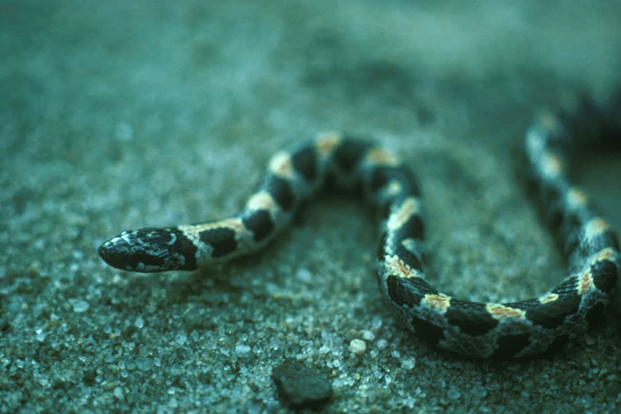 Short-tailed Snake (Stilosoma extenuatum)
