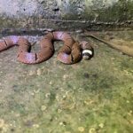 Sinomicrurus macclellandi venomous thai snakes