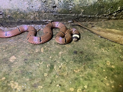 Sinomicrurus macclellandi venomous thai snakes