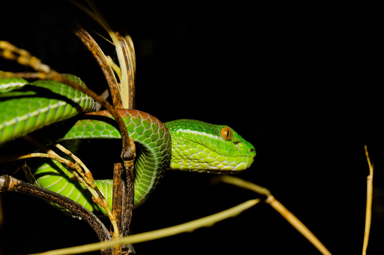 Trimeresurus albolabris venomous thai snakes