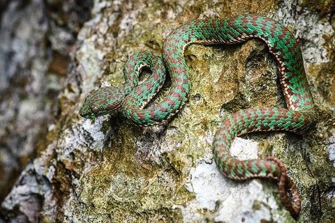 Trimeresurus venustus venomous thai snakes