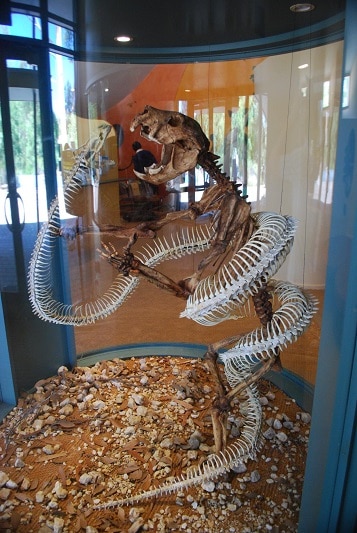 Wonambi naracoortensis Australian prehistoric snake