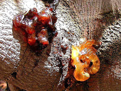 Xiaophis Myanmarensis tree amber snake