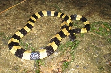 bungarus fasciatus venomous thai snakes
