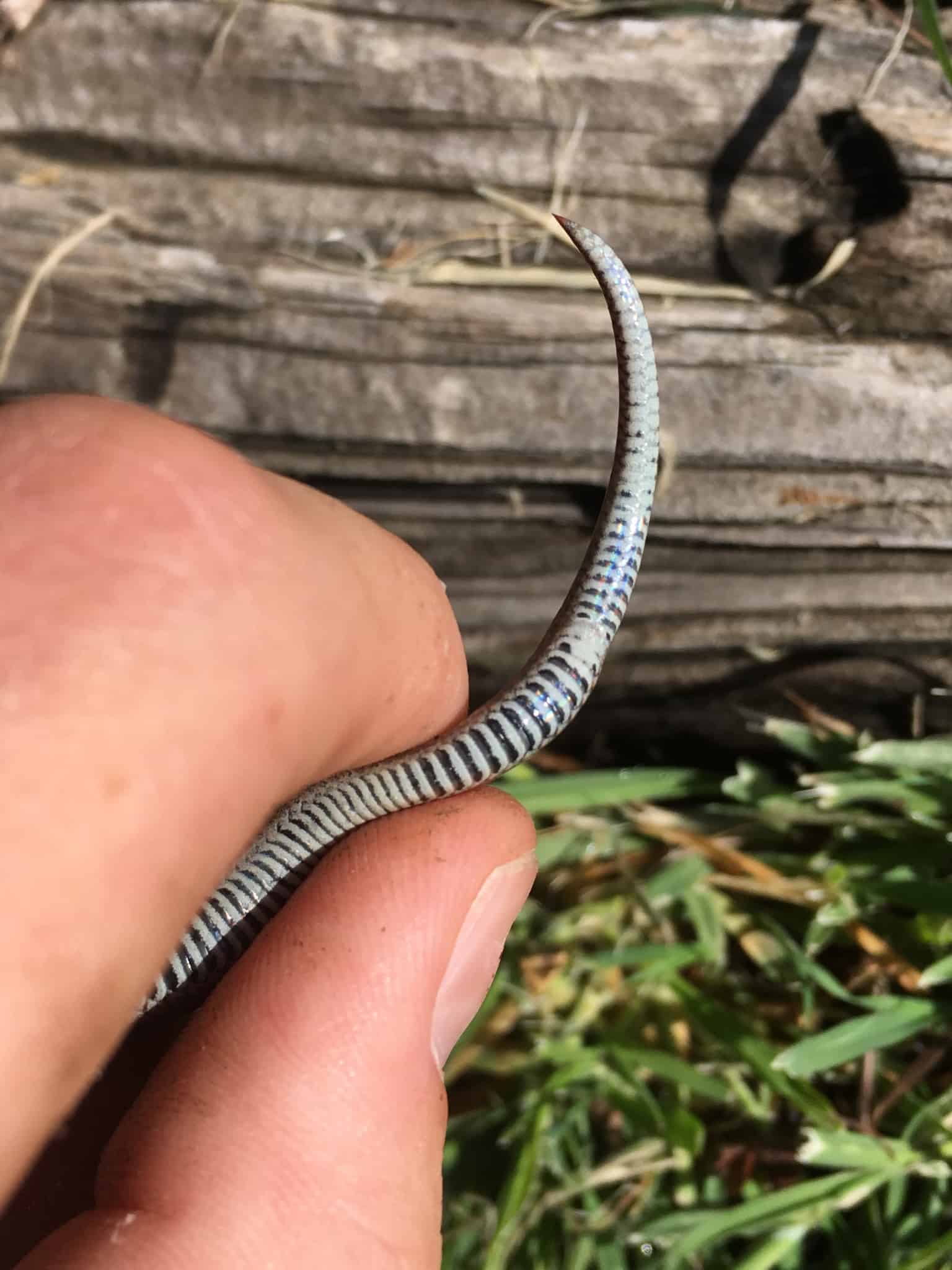 contia tenuis sharp tailed snake