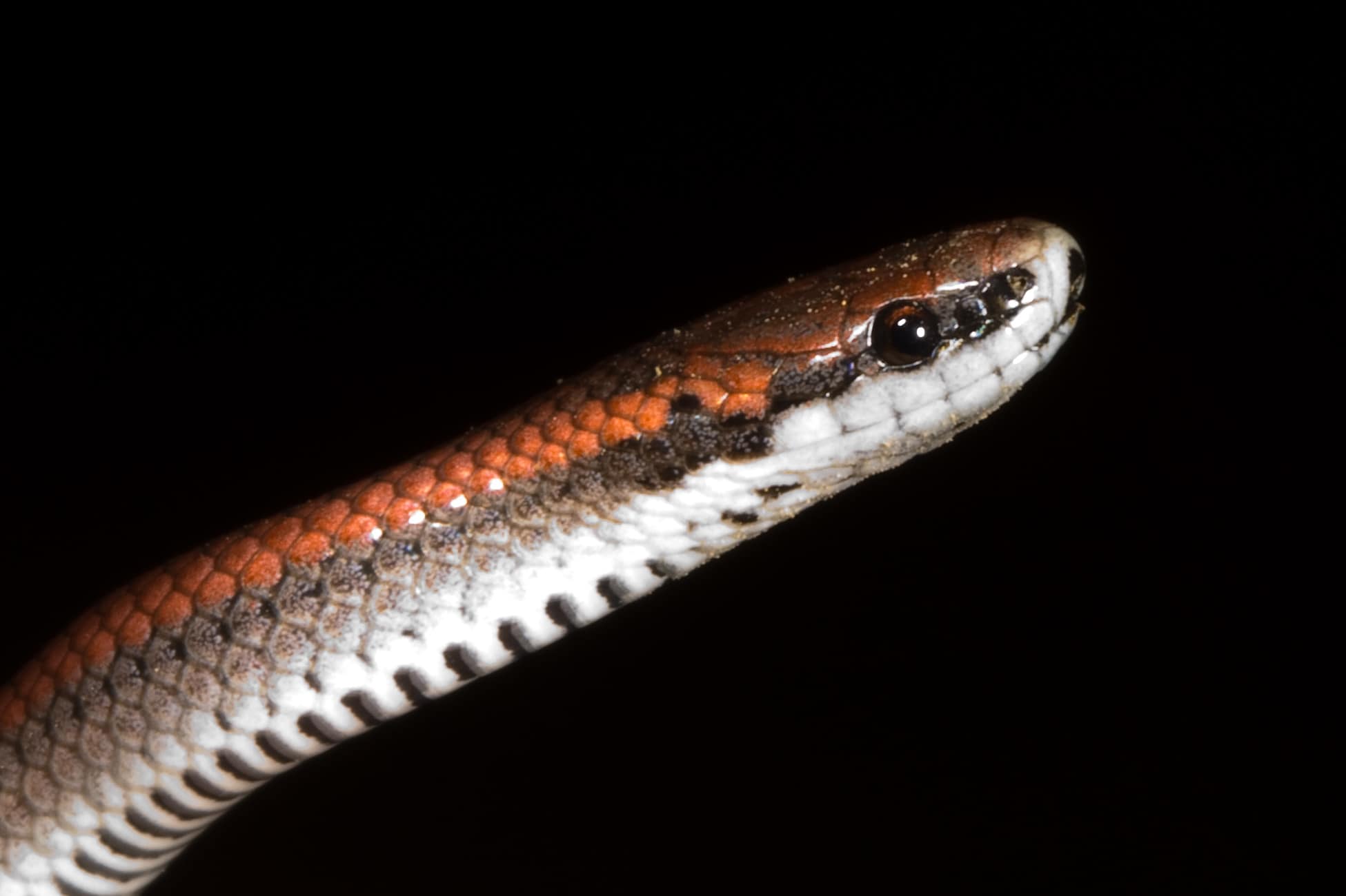 contia tenuis sharp-tailed snake
